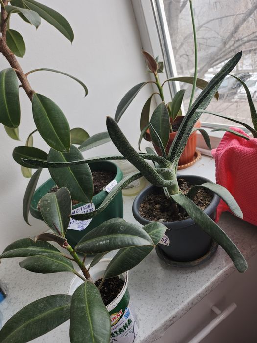 Фикус многолетник