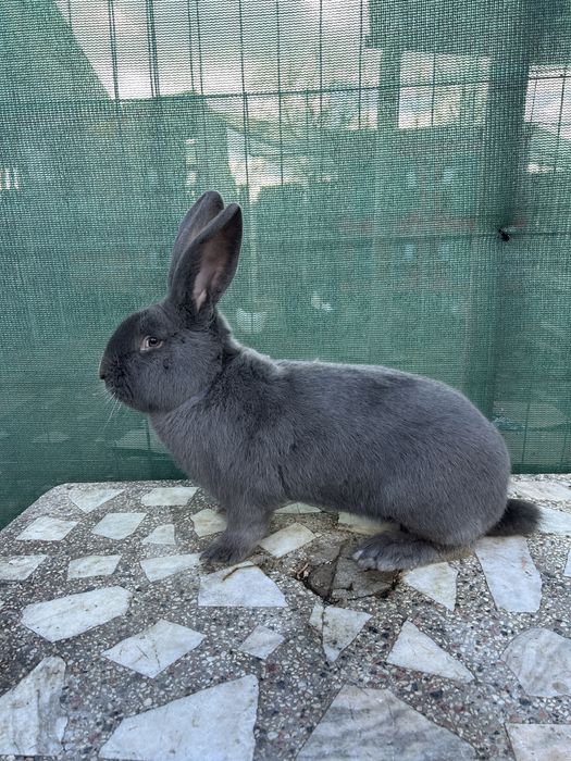 Mascul fluture german