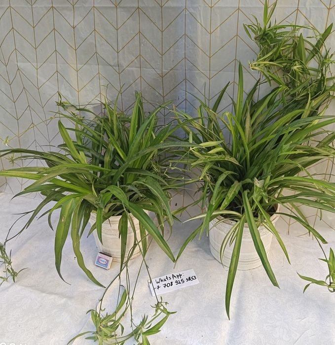 Цветы комнатные хлорофитумы Обмен