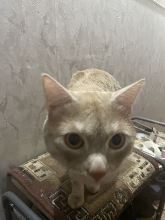 Отдам кота в добрые руки