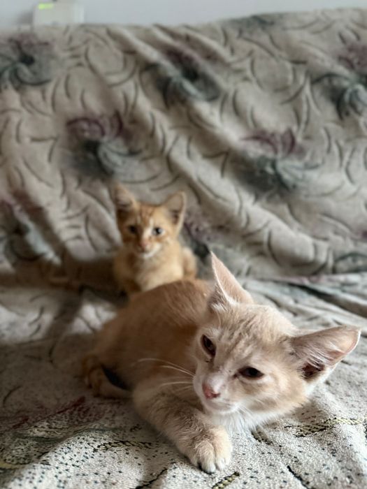 Отдам котят бесплатно