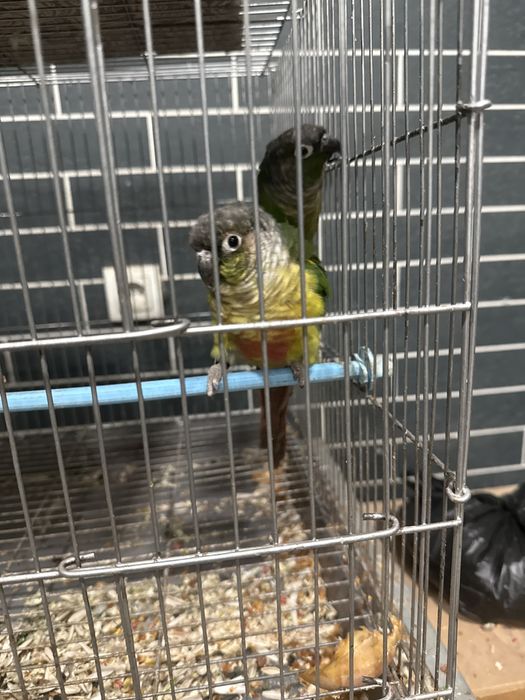 Перрура попугай сотилади  3 пар