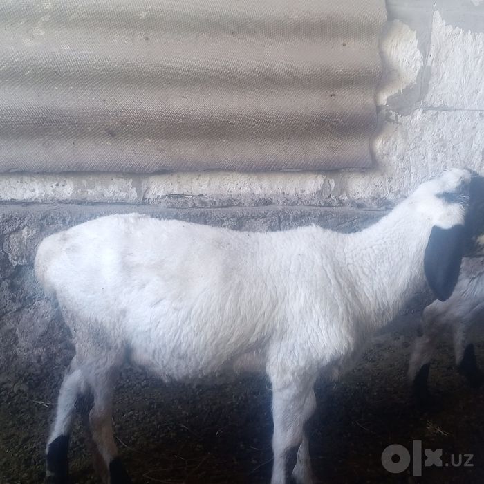 Казоки кучкор барра