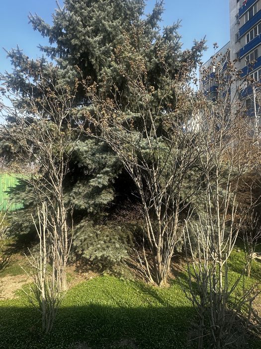 Гибискус продам