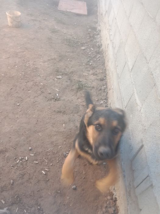 Немецкий овчарка