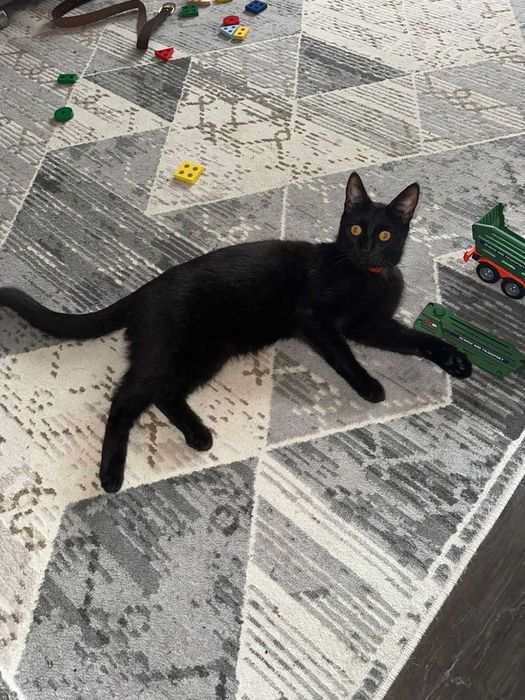 Ласковому котику нужен дом!