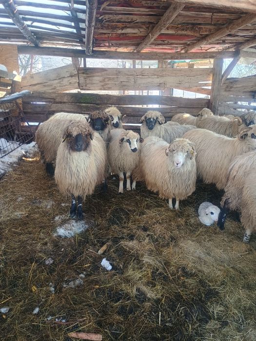 Vând oi bune de tinut