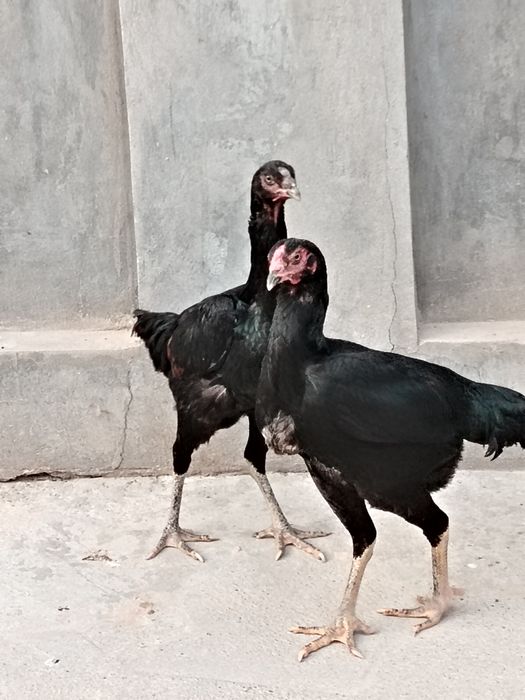 bobo tovuqla sotiladi