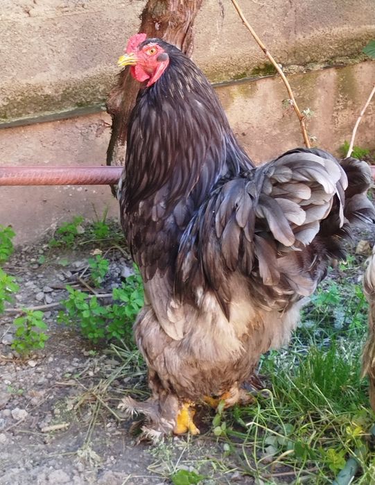 Găini brahma albastru