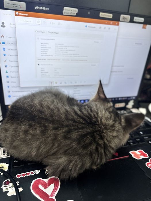 Котенок Мальчик 2 месяца