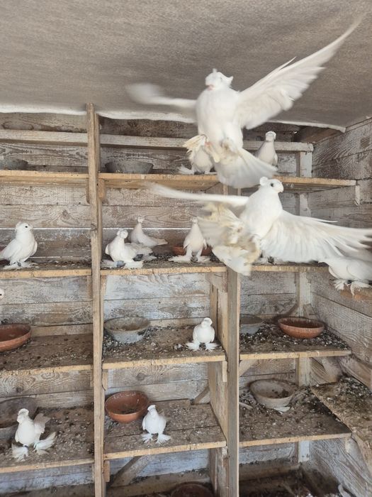 Jucatori de botosani