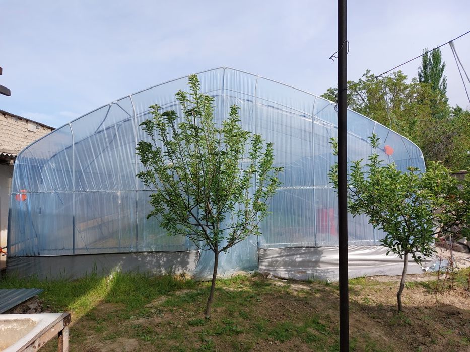 Koreyskiy Tandom teplicha sotiladi