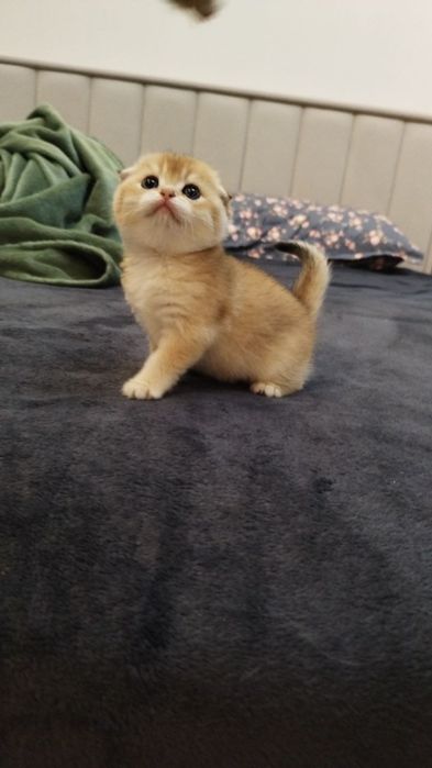 Наши булочки подросли и готовы переехать в новый дом