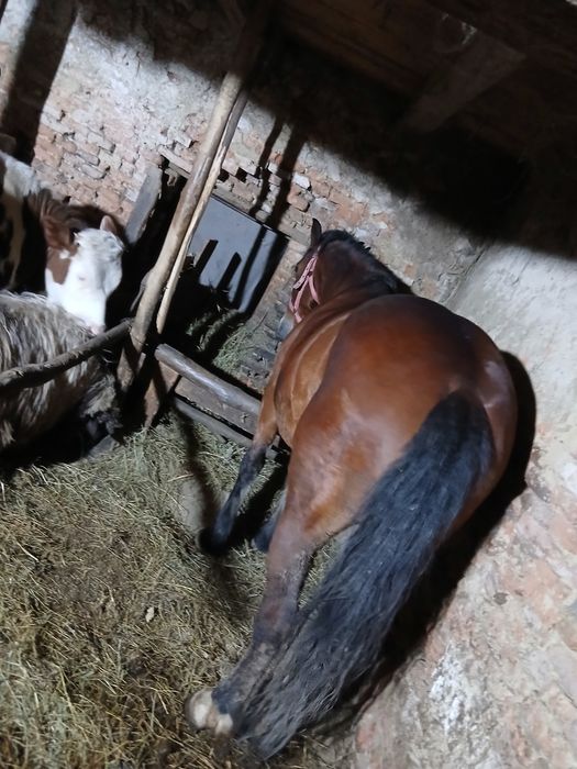 Iapa de vânzare blânda