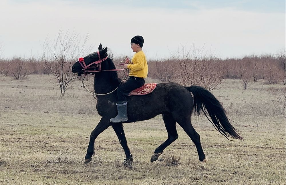 Мінгі ат жылқы сатылады.