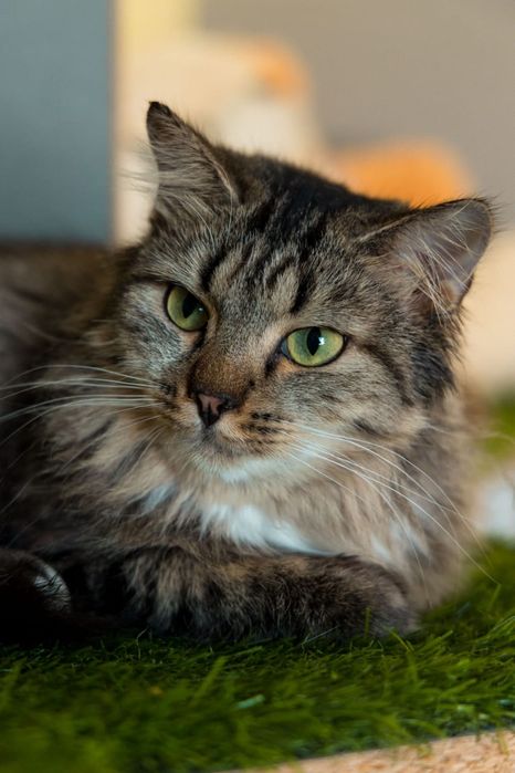 Кошка Барси сибирячка