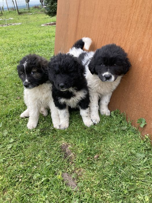 Продавам Каракачански кученца