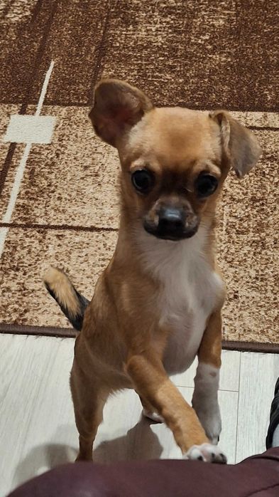 Кученца чихуахуа