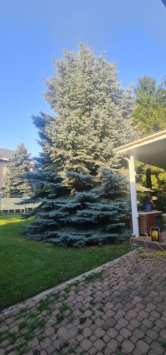 Ель голубая красивая пушистая