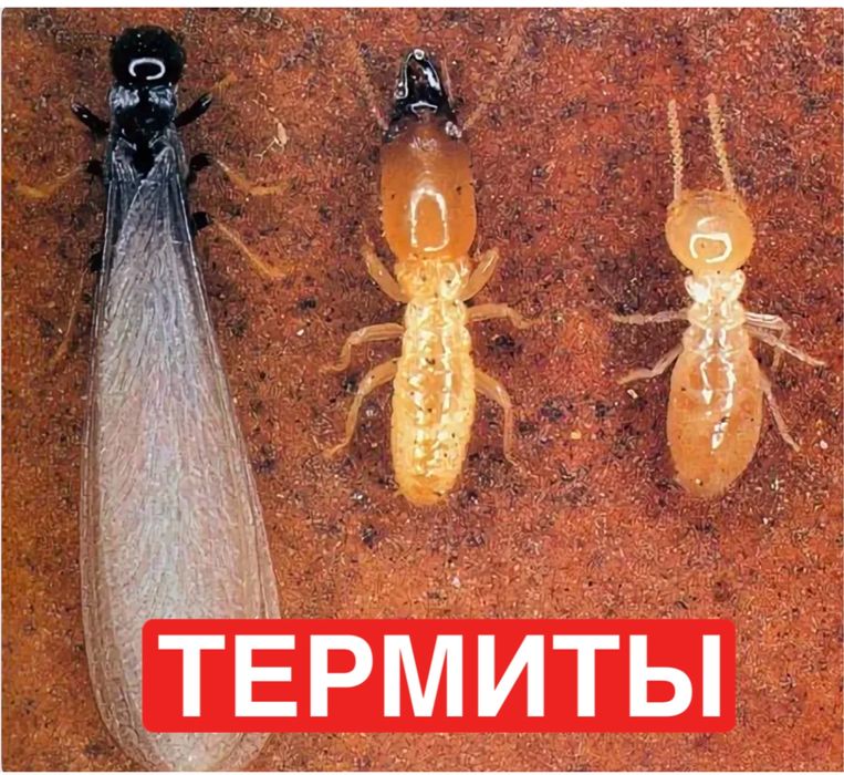 Термиты тараканы клопы