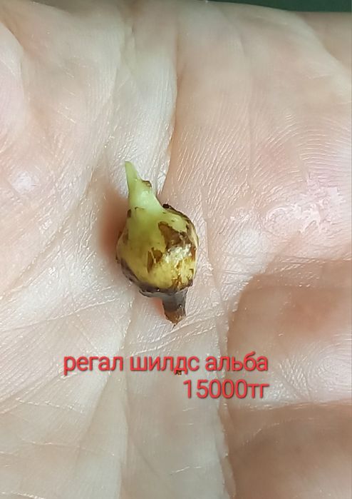 Алоказии алоказии