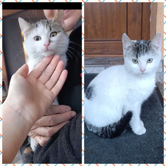 Donez pisicuțe pufoase și blânde au mai rămas doar 2