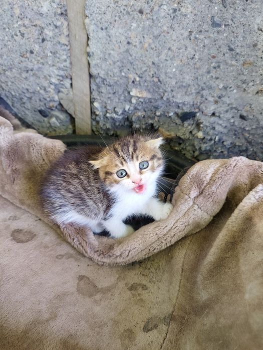 Отдам котят в добрые руки!
Все котята — девочки