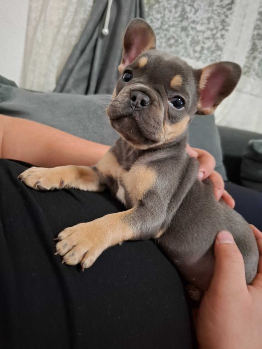 Продавам френски булдог