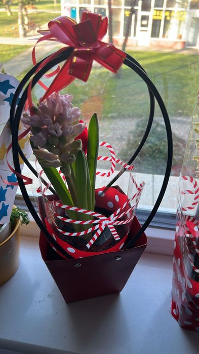 Producător local de zambilă, narcisă,lalea,