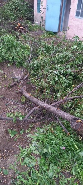 дрова в дар бесплатно