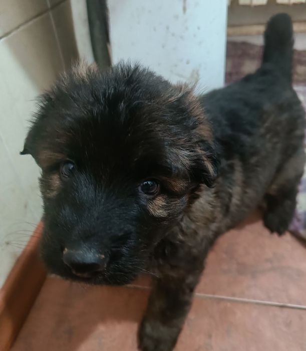 Немецкая овчарка