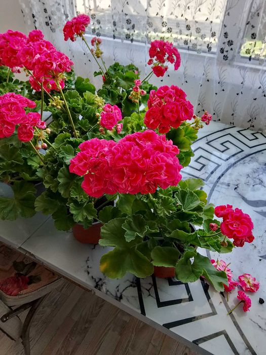 Продавам колекционерски мушкато расалинда