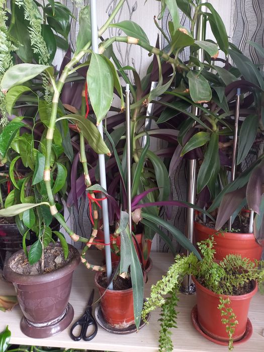 Цветы в горшках домашние