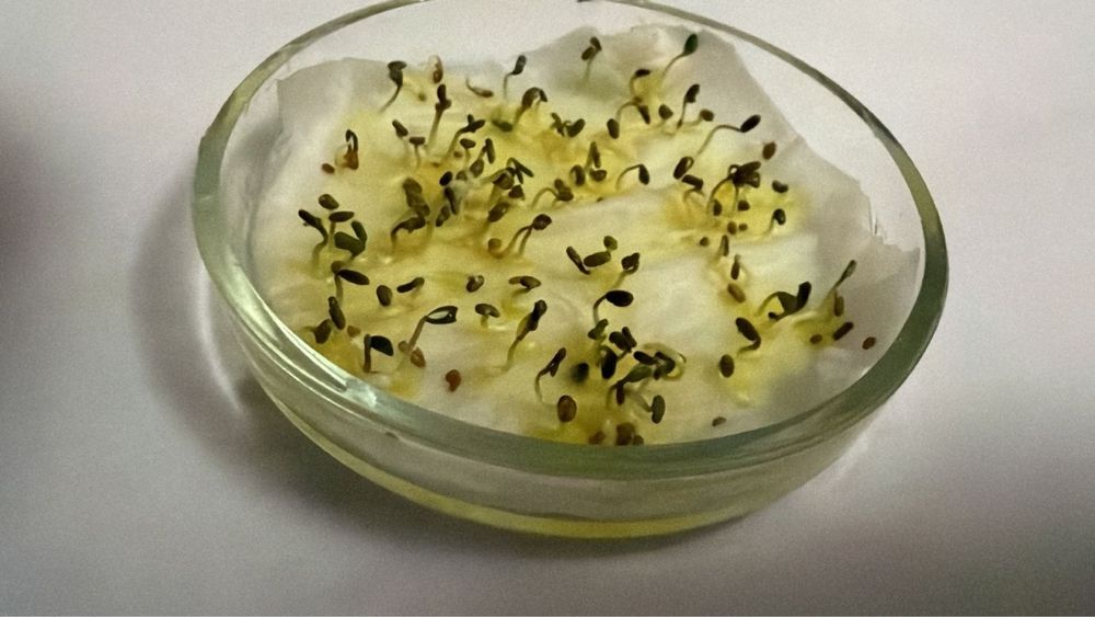 Жоңышка ұрық,семена люцерна