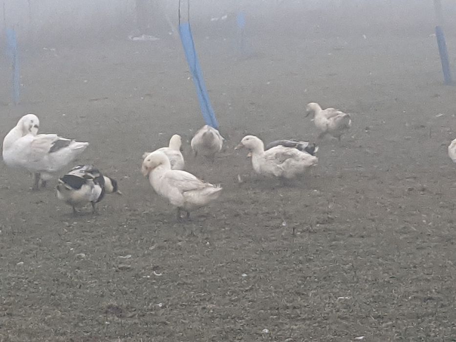 Продавам Гъски и Юрдечки