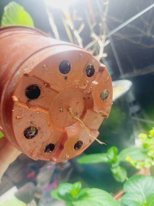 Гортензия, энотера, традесканция