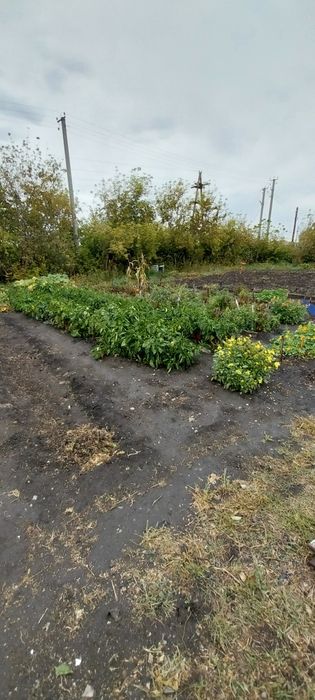 Продам дом с. Боровское