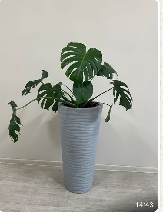 Продаю комнатные цветы