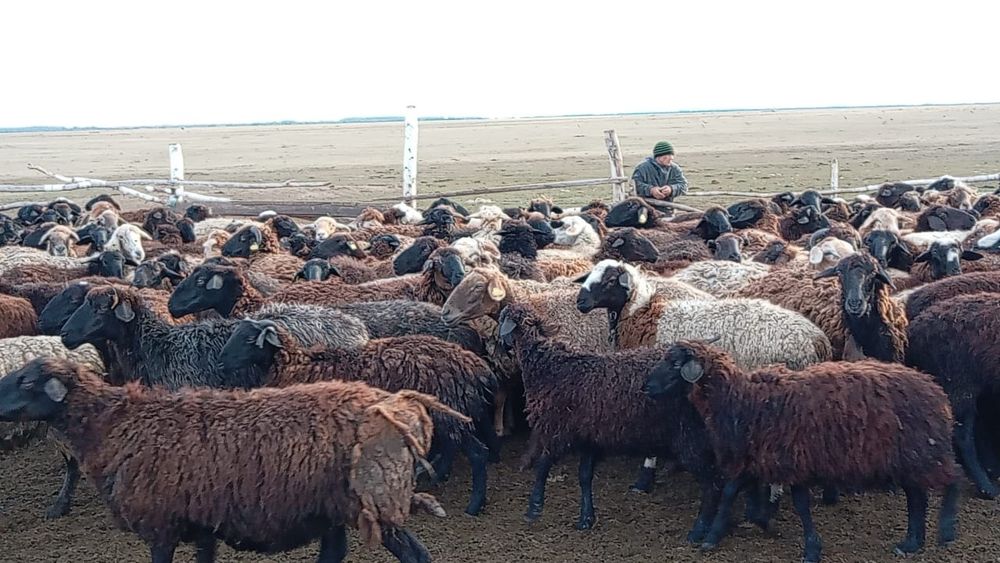 Продам баран овцематок