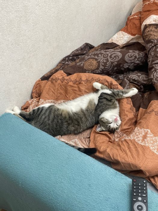 Отдаем кошечку в добрые руки