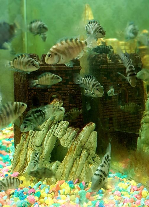 Чернополосая цихлазома