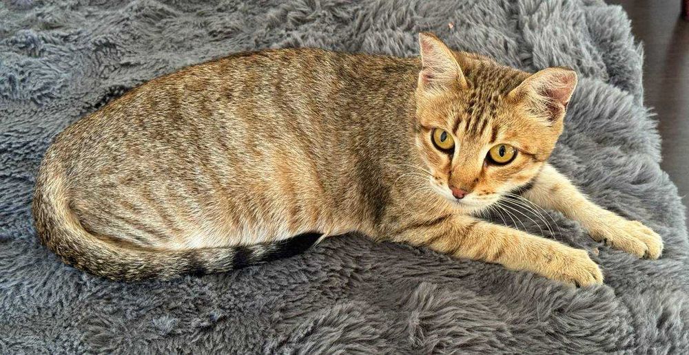 Молодая кошечка ищет дом