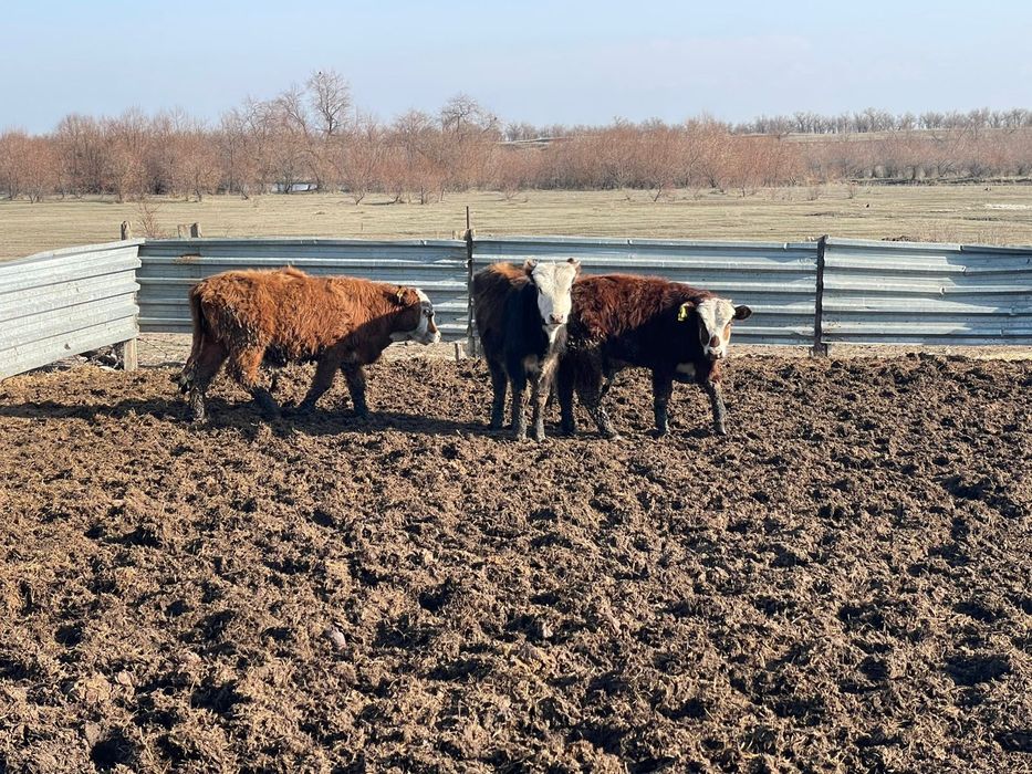 Бычки упитанный подсосы