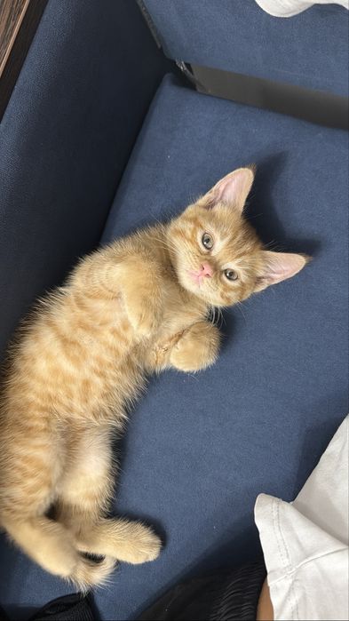 Котенок в добрые руки