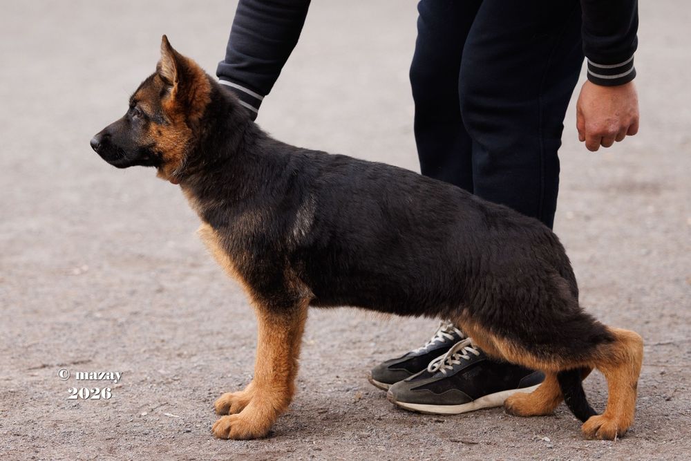 щенки немецких овчарок.