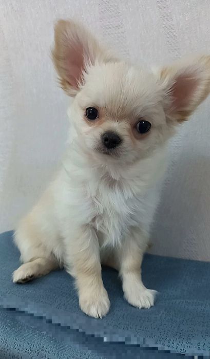 Чихуахуа кобель длинношерстный