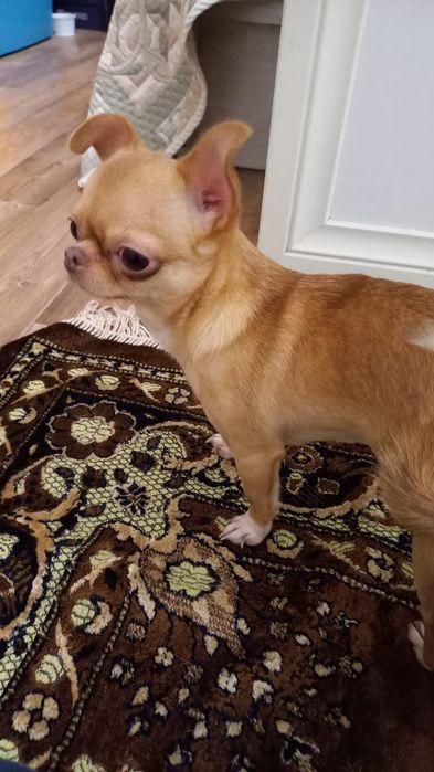 Супер мини кобель для вязки