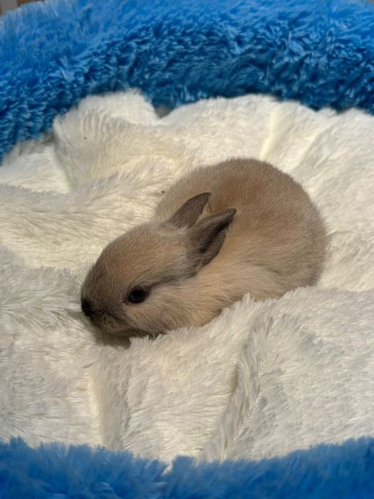 Декоративные кролики