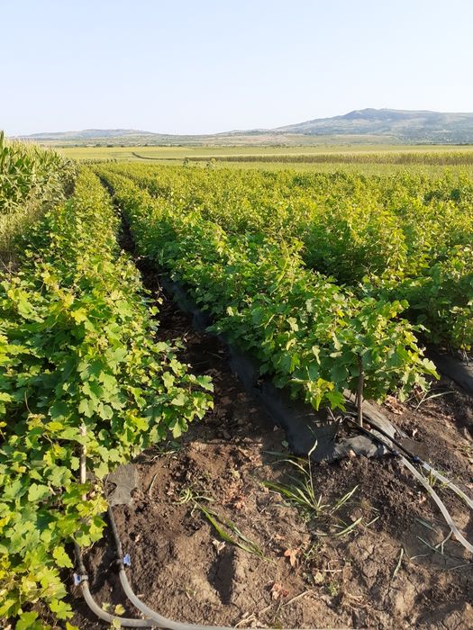 Butași viță de vie