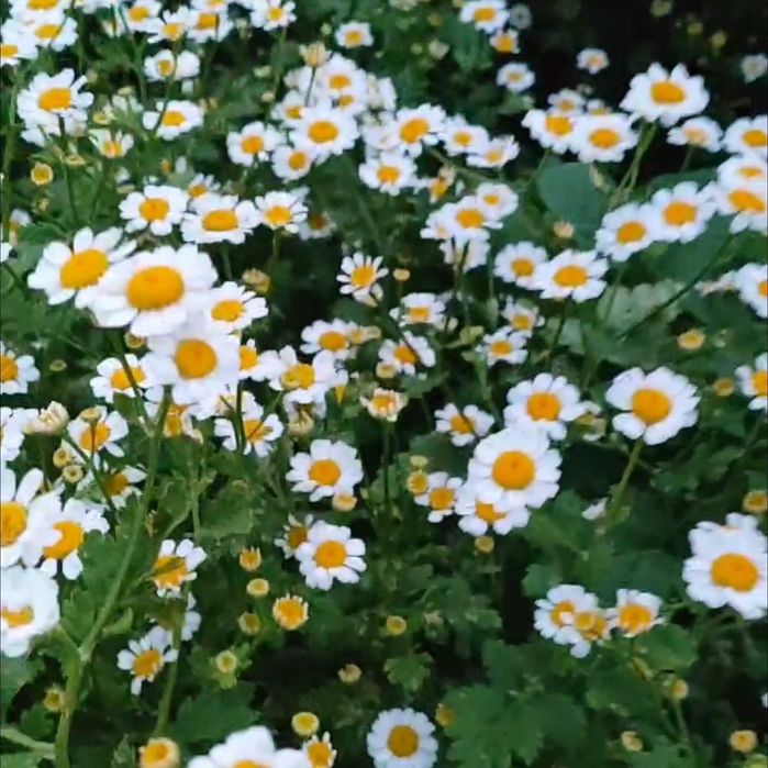 Ромашки. Букеты ромашек. Суперстойкие